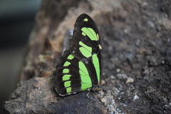 Philaethria pygmalion