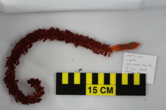 Anthoptilum grandiflorum