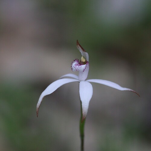 Image of Caladenia hirta by (c) Hugo Innes, some rights reserved (CC BY)