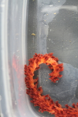 Anthoptilum grandiflorum