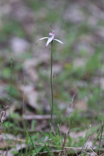 Image of Caladenia hirta by (c) Hugo Innes, some rights reserved (CC BY)