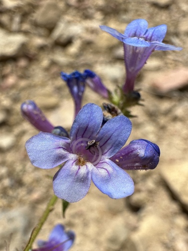 Image of Penstemon humilis by (c) Matt Berger, some rights reserved (CC BY)