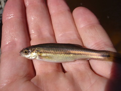 Chrosomus neogaeus