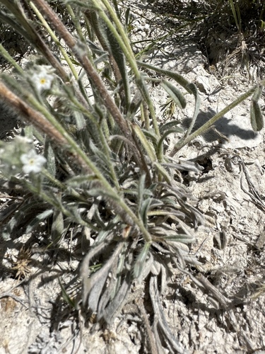 Image of Oreocarya rugulosa by (c) Matt Berger, some rights reserved (CC BY)