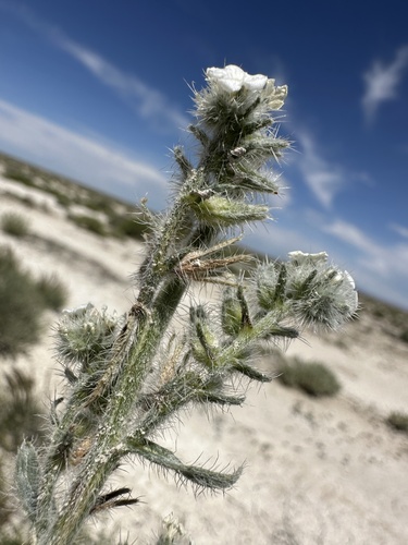 Image of Oreocarya rugulosa by (c) Matt Berger, some rights reserved (CC BY)