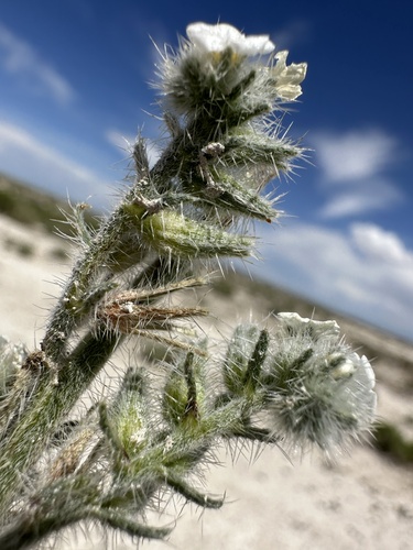 Image of Oreocarya rugulosa by (c) Matt Berger, some rights reserved (CC BY)