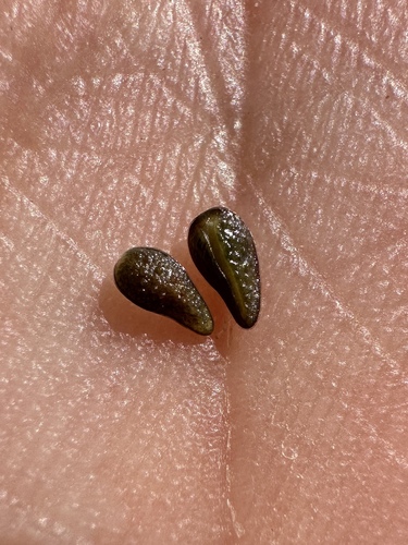 Image of Oreocarya rugulosa by (c) Matt Berger, some rights reserved (CC BY)
