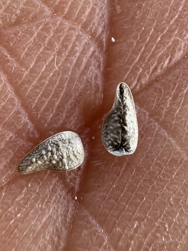 Image of Oreocarya rugulosa by (c) Matt Berger, some rights reserved (CC BY)