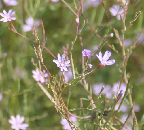 Epilobium brachycarpum