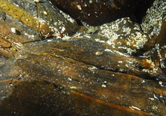 Lepidoblennius marmoratus