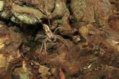Arachosia praesignis