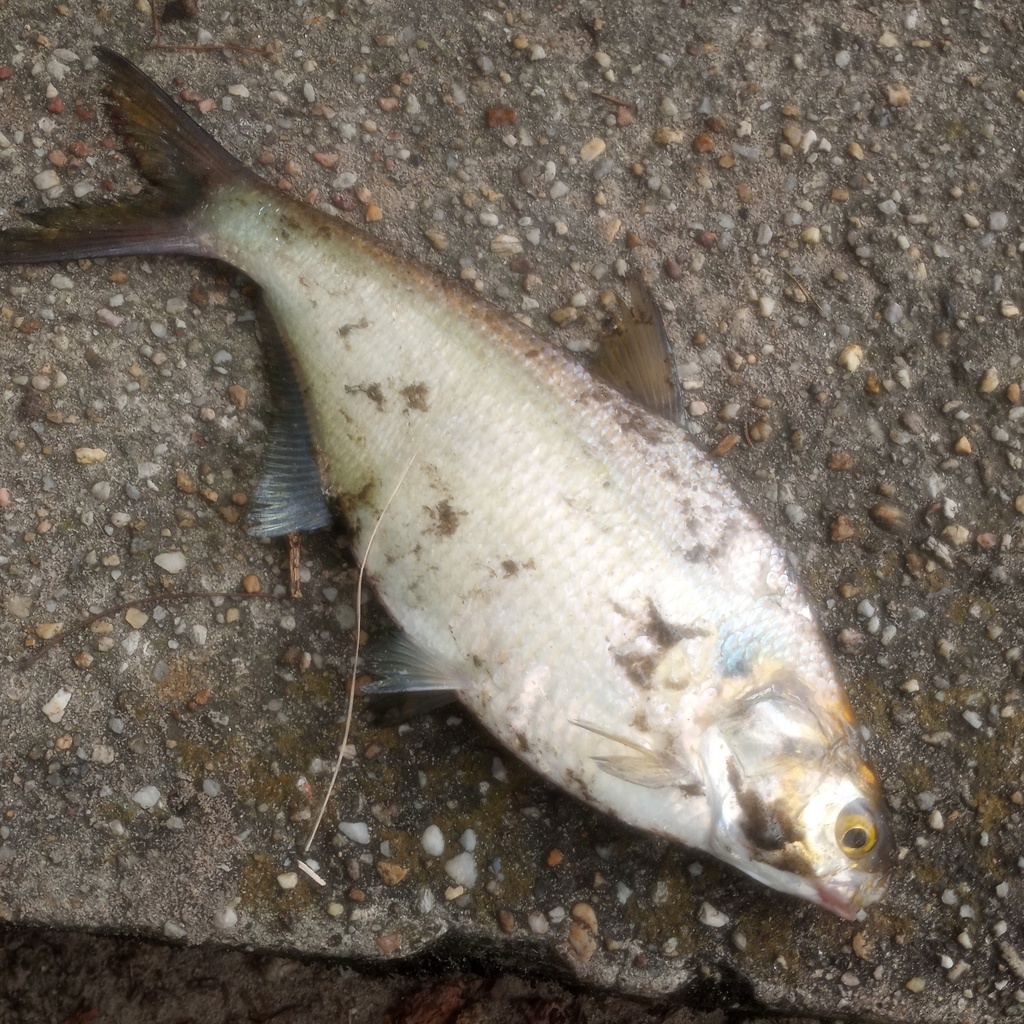 American Gizzard Shad from Lake Shore, MD 21122, USA on September 17 ...