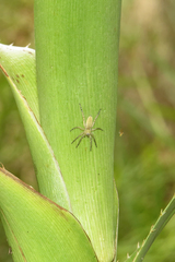 Arachosia proseni