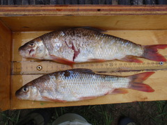 Moxostoma macrolepidotum