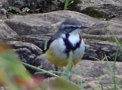 Motacilla flaviventris