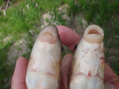 Moxostoma macrolepidotum