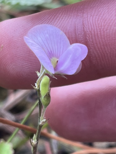 Narrowleaf Hoarypea (Tephrosia angustissima)
