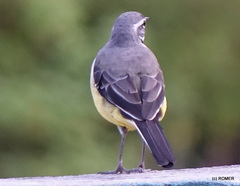 Motacilla flaviventris