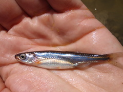 Notropis rubellus