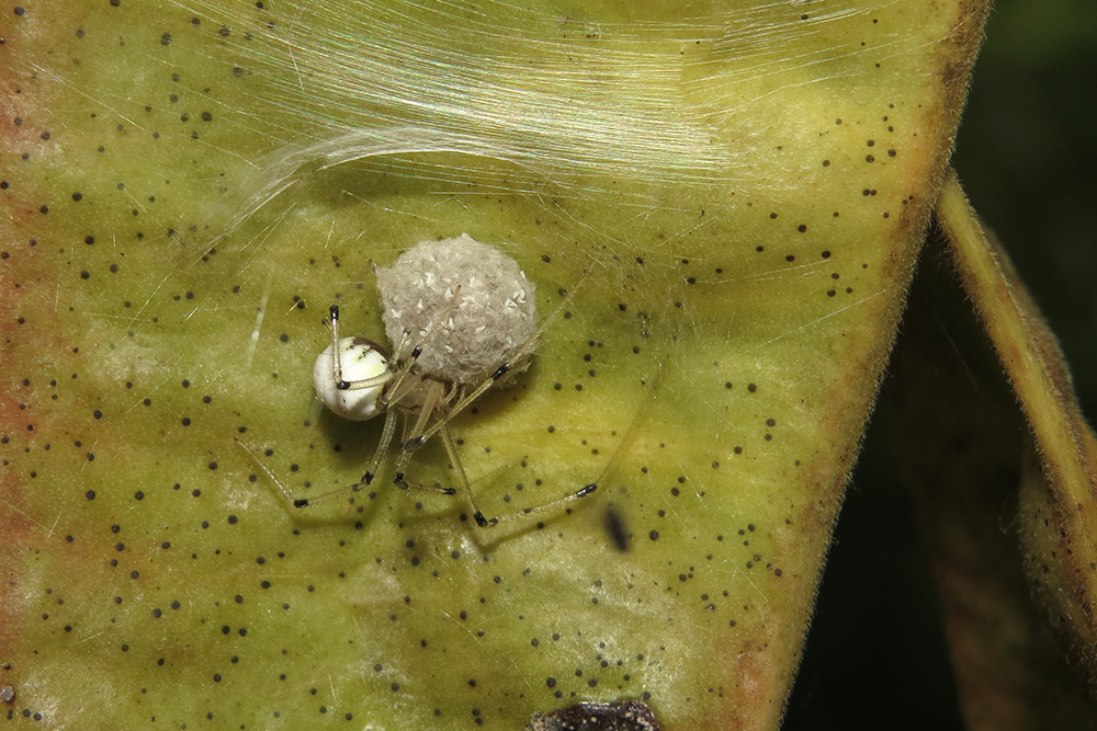 Theridion calcynatum