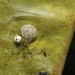 Theridion calcynatum - Photo (c) Martin Arregui, some rights reserved (CC BY-NC), uploaded by Martin Arregui