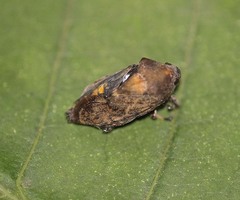 Balala