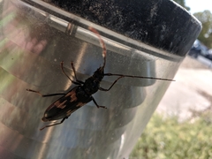 Phoracantha punctata