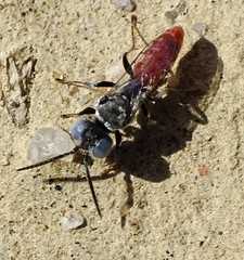Miscophini