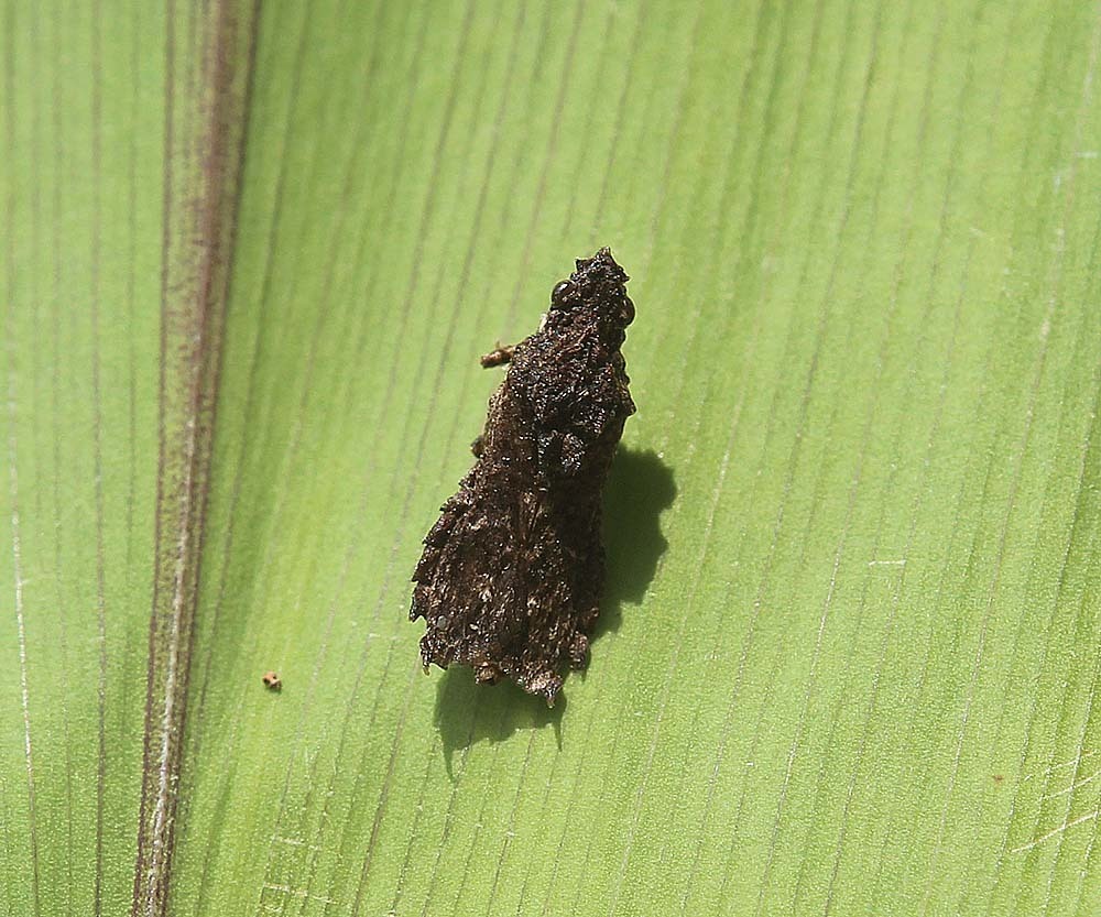Hylicini
