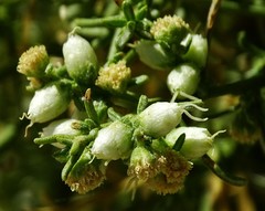 Ambrosia salsola