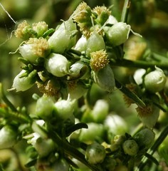 Ambrosia salsola