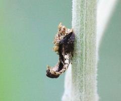 Hylica paradoxa