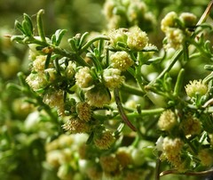 Ambrosia salsola