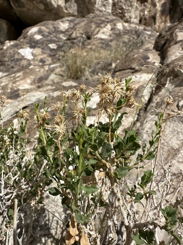 Image of Ericameria cervina by (c) Matt Berger, some rights reserved (CC BY)