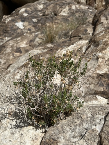 Image of Ericameria cervina by (c) Matt Berger, some rights reserved (CC BY)