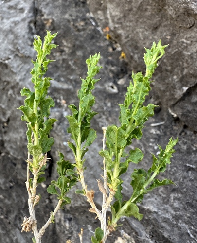 Image of Ericameria cervina by (c) Matt Berger, some rights reserved (CC BY)