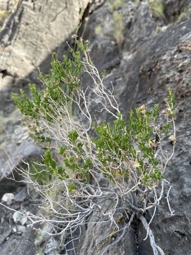 Image of Ericameria cervina by (c) Matt Berger, some rights reserved (CC BY)