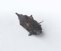 Hylicinae