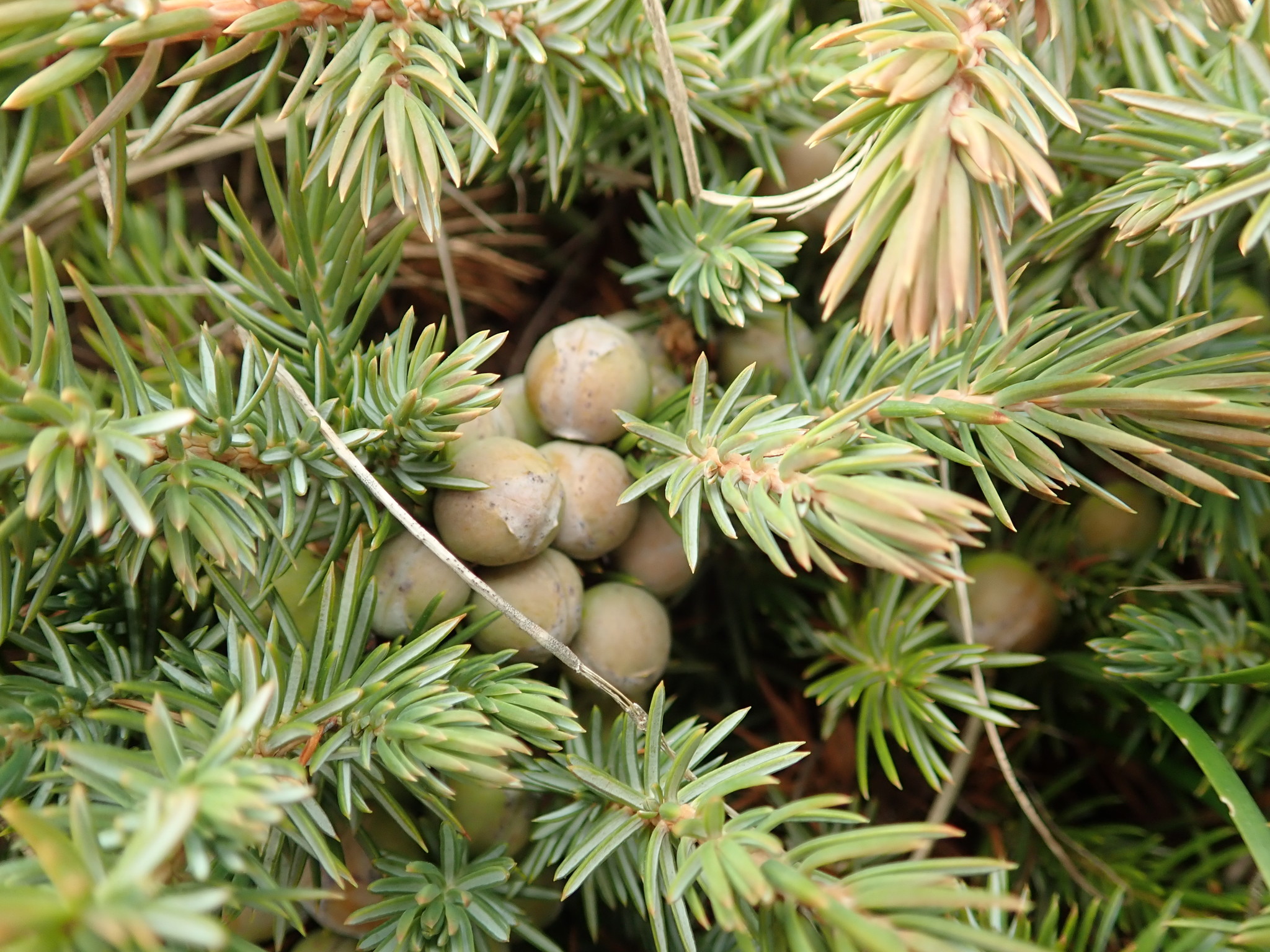 Juniperus rigida Siebold & Zucc.