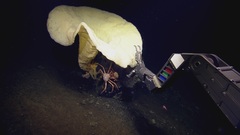Chonelasma oreia