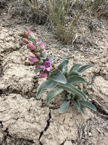 Steptoe Valley Beardtongue (Penstemon immanifestus)