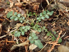 Geum japonicum