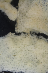 Chonelasma oreia
