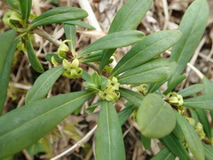Daphne pseudomezereum
