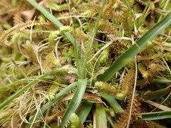 Luzula capitata