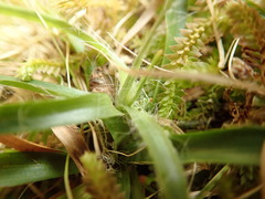 Luzula capitata