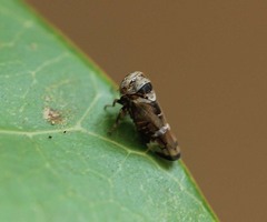 Idioscopus nitidulus