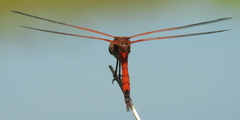 Tramea stenoloba