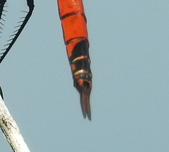 Tramea stenoloba