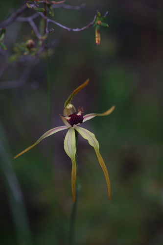 Image of Caladenia longiclavata by (c) Hugo Innes, some rights reserved (CC BY)
